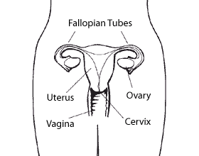 Fertility 101 - Fertility - MedBroadcast.com